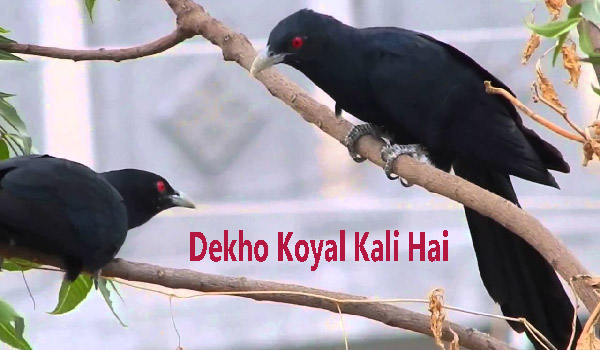 Dekho Koyal Kali Hai Hindi Rhymes